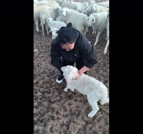 Sheep headbutts woman trying to pet lamb in Inner Mongolia grassland