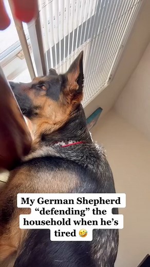 German Shepherd TALKING #shorts #dog #fblifestyle | Zeus