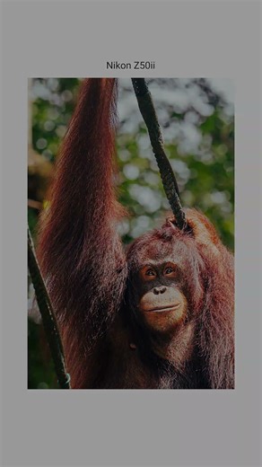 I'm a photographer and I took this photo #nikon #photography #birds #photooftheday # #nikonz50ii