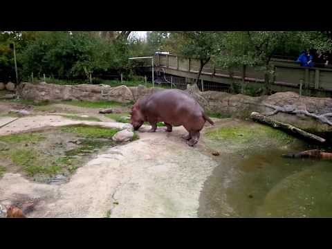 Toronto Zoo Hippo - going poop