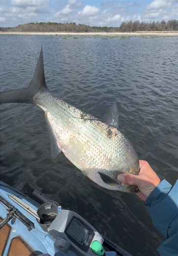 Out here scoping massive gizzard shad #kayakbassfishing #fishtok #outdoors #kayakfishing