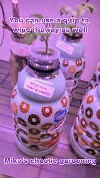 Algae on hydroponic sponge tip