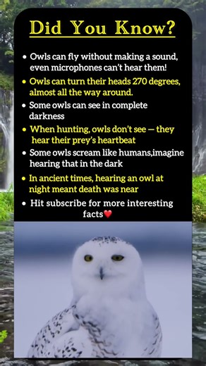 Did you know facts about Owl's.#shortvideo