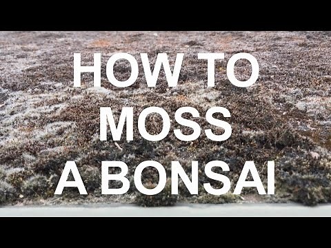 How to Moss a Bonsai Tree