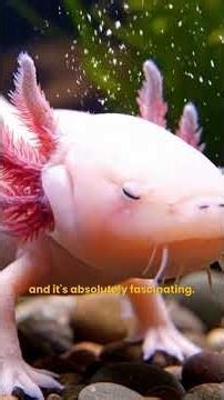 Axolotl Facts: Nature's Regenerating, Forever-Young Amphibian!