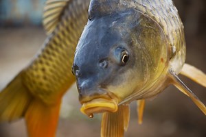 Fishing with Pop Ups: Spring Fishing & Beyond