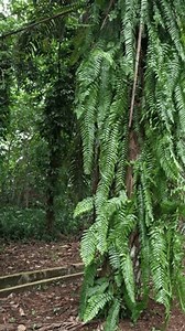 Die Ölpalmenpflanze (Elaeis guineensis Jacq.) wächst: Stockvideos & Filmmaterial (100 % lizenzfrei) 3983352197 | Shutterstock