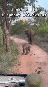 From this behavior you can tell that this one will be a problem when he grows up 🤣🤣 | ZAMO TV