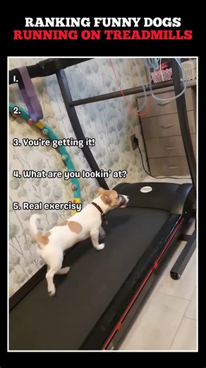 Ranking Funny Dogs Running On Treadmills