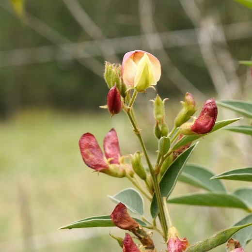 A wonderful permaculture plant, pigeon pea works well where there isn’t a frost. It’s heat and drought tolerant, and it’s incredibly productive. It’s the original dal pea, but it can also be eaten as a green pea or snow pea. It’s a great plant for chop-and-drop mulching, and it’s a fantastic nitrogen-fixer. Add to your list of productive, nitrogen-fixing plants by clicking on our bio links. #permaculture #discoverpermaculture #foodforest #pigionpea #nitrogenfixer | Discover Permaculture with Geo