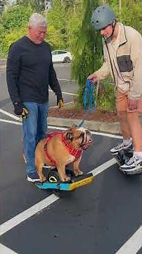 Meet Chowder the bulldog — a pooch going viral for his impressive skateboarding skills #shorts