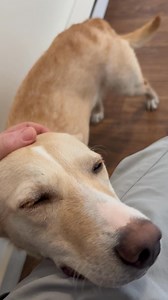 🥺 They didn’t show up for her special day Pecan ❤️ | Friends Forever Animal Rescue