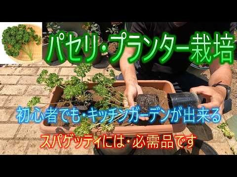 [Parsley Container Gardening] Even Beginners Can Start a Kitchen Garden – A Must-Have for Spaghet...