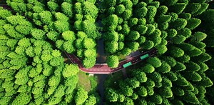 Forests can’t handle all the net-zero emissions plans – companies and countries expect nature to offset too much carbon