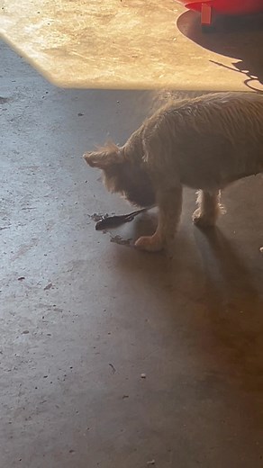 The Lizard Slayer has struck! | Byron Mew