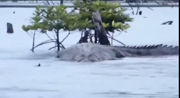 of 20ft plus giant crocodile in Port Blair, India.