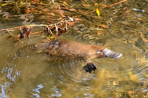 The Platypus: Evolution’s Masterstroke Explained by Predictive Evolution Theory