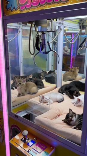 Claw Machines That Give You Best Friends: A Creative Concept