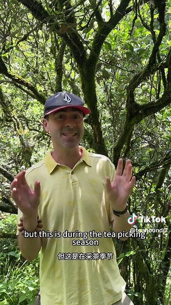 We caught this video just before they picked this tea to be processed into Rock Tea.#Tea #chinesetea #oolong #tealover #organictea ##rocktea #茶葉 #茶道文化