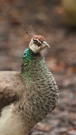 The King of Birds Stunning Peacock Dance & Facts! 🦚✨ #facts #scarystories