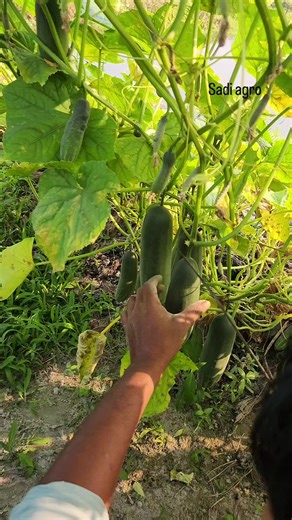 Innovative Hybrid Cucumber Farming Techniques