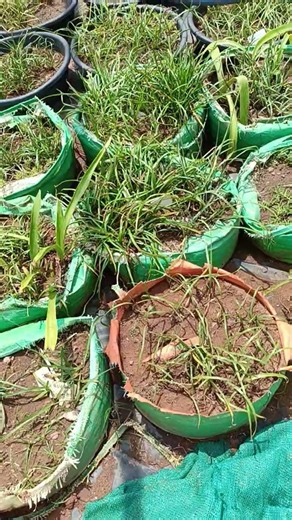 today no despatch தோட்டம் பராமரிப்பு whats app ல் reply வராது