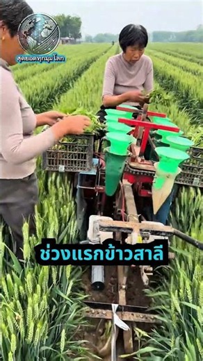 ชาวจีนปลูกพริกกับข้าวสาลีพร้อมกันได้ยังไง #เกษตรกรชาวจีน