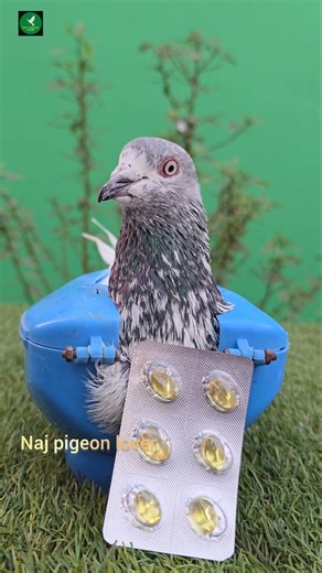 cod liver oil feeding for pigeon #shorts #kabutar #pets