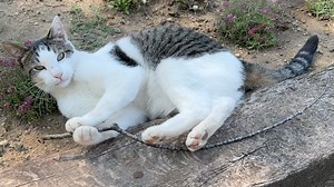 Cat Pawing at a Stick