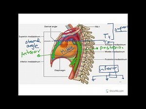 Mediastinum and Lung