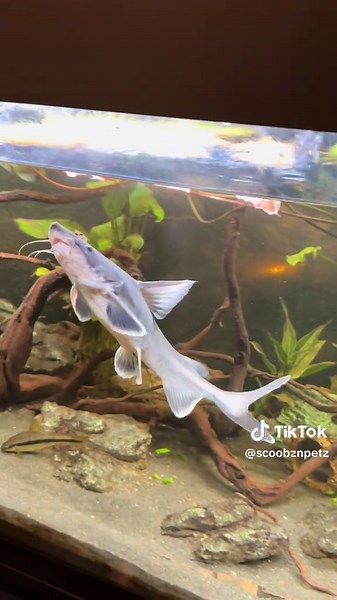 Stormii Catfish chilling