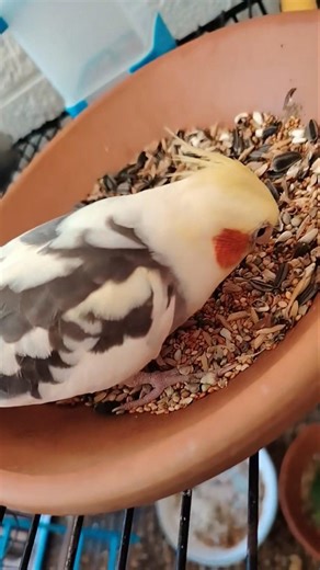 ChuChu and frens ✨🦜🤗 #cockatiel #cutepets