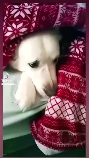 Un perro feliz con su propia cama