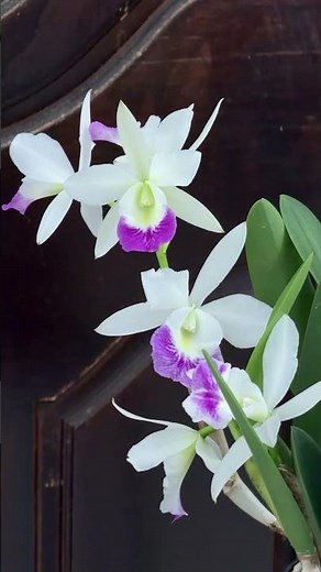 Blc. Hawaii Stars ‘Only One’ ~ Super Fragrant