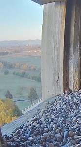 #underwater #sharkdiving #savesharks #greatwhiteshark #fish #sharkconservation #sharklover #sharkattack #sea #whiteshark #diving #eagles #baldeaglesofinstagram #baldeagles #phototours #photographyworkshop #birdsofinstagram #wildlife_photography #naturephotography #alaska #alaskalife #wildlifephotgraphy #worldshares | Video Eagle