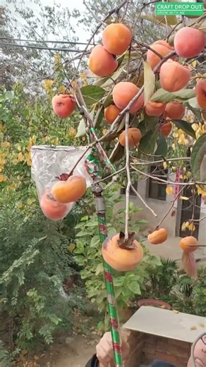 🍊✂️ DIY Rope Control Fruit Picker