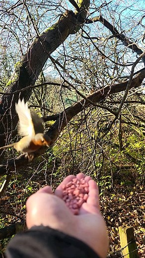 A Robin feeding from my hand #robin #cutebirdvideo #naturelovers | James Sharkey