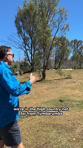 FREE CAMP - NEW LISTING 😎 📍Paling Yards, Bago State Forest, near Tumbarumba and Batlow NSW Find it in the CAMPS App or read up about it here (go to our blog) https://www.campsaustraliawide.com/work-begins-to-grow-replacement-for-iconic-sugar-pine-walk-new-south-wales/ #campsaustraliawide #australiatravel #outbackaustralia #thegreatoutdoors #campsaustraliawideapp #experienceaustralia #allterrain #outdooradventure #aussieadventure #exploreaustralia #freecamp #freecamping #vanlife #rvlife #campin