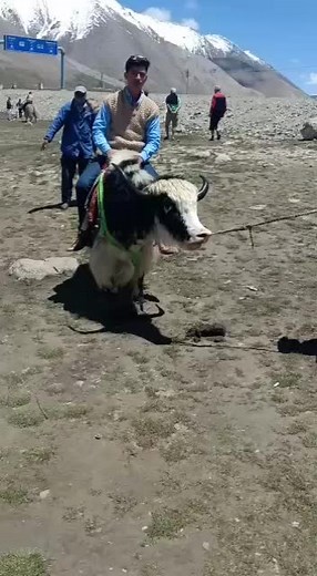 Experience Riding a Bactrian Yak in the Mountains