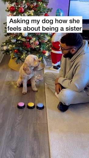 LunaTheMiniCockapoo on TikTok