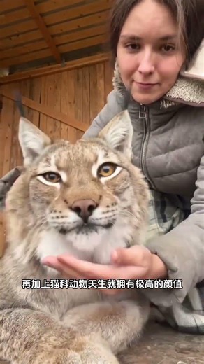 超可愛的猞猁寶寶 #動物世界 #猞猁 #神奇的動物在 #貓科動物 #動物科普