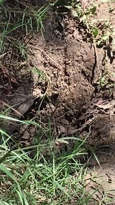 330 reactions · 144 shares | The ultimate showdown: giant wasp vs huntsman spider! https://www.youtube.com/watch?v=mZy9Gn5cxq8 | storyful | Facebook