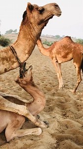 Camel daily routine in cold sesason #shorts #shortvideo #youtubeshorts | Natural Beauty & Scenes