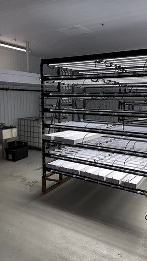 Commercial Production Rack installation for some new growers in Canada🌱 • • Serious about growing? DM for link to free digital Growing Guide • • #hydroponicgrowing #indoorfarming #urbanfarming #greentech #greentechnology #ecofriendly #microgreensbusiness #hydroponicmicrogreens #indoorgardening #verticalfarming #microgreens #agribusiness #indoorfarming #hydroponicfarming #suburbanfarming | Urban Greens