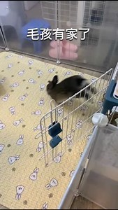 223 reactions · 3 comments | 毛孩成功快過媽媽被人領養了，希望百厭星5會激死新媽媽啦！ 祝毛孩一家，身體健康，心想事成。#毛孩 | 香港救兔之家 Hong Kong Bunny Rescue | Facebook