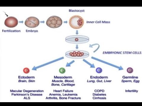Stem Cell Processing