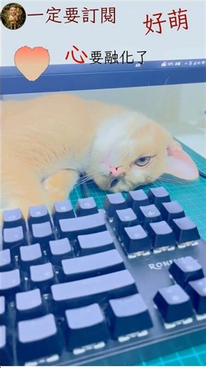 療癒放鬆時間 小泡芙好萌，心要融化了！🐾 The Ultimate HEALING / 心が癒される子猫 #Shorts