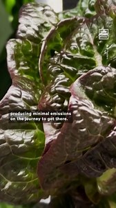 This former WWII air raid shelter has been turned into an underground farm and could be the future of farming 🥬🥕 | NowThis Earth
