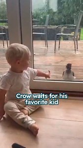 Boy and crow play together every day 😍 #crow #wildbirds #cuddlebuddies | Cuddle Buddies