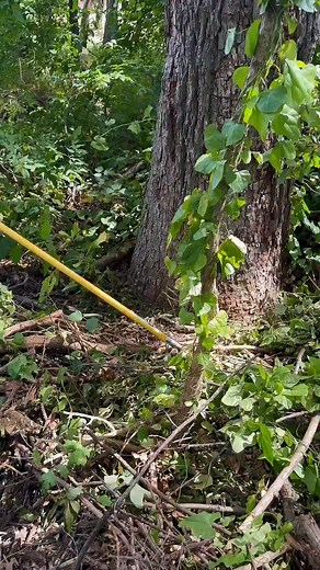 Copperhead Snake Venom #snake #venomous | Tree Cutting